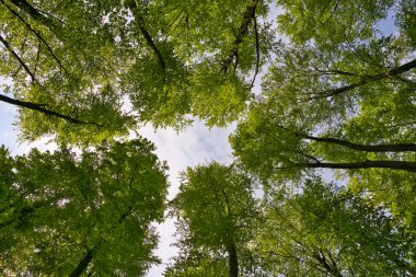 Ağaçlara doğru harika bir manzara gökyüzü, güneş yıldızları, taze yeşil ve mavi gökyüzü, ağaçların tepeleri.