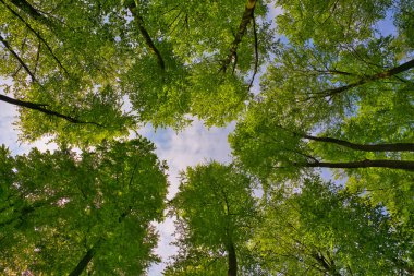 Ağaçlara doğru harika bir manzara gökyüzü, güneş yıldızları, taze yeşil ve mavi gökyüzü, ağaçların tepeleri.