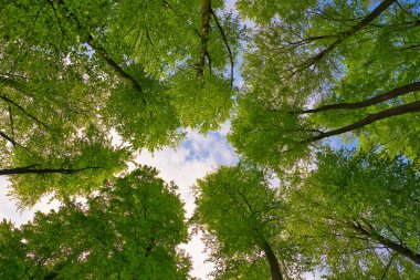 Ağaçlara doğru harika bir manzara gökyüzü, güneş yıldızları, taze yeşil ve mavi gökyüzü, ağaçların tepeleri.