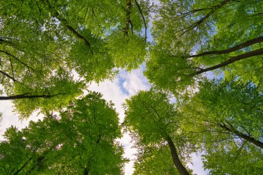 Ağaçlara doğru harika bir manzara gökyüzü, güneş yıldızları, taze yeşil ve mavi gökyüzü, ağaçların tepeleri.