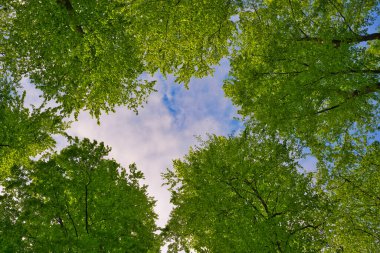 Ağaçlara doğru harika bir manzara gökyüzü, güneş yıldızları, taze yeşil ve mavi gökyüzü, ağaçların tepeleri.