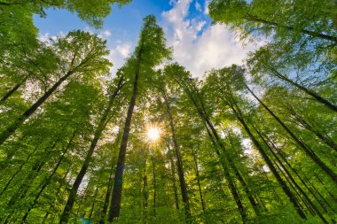 Ağaçlara doğru harika bir manzara gökyüzü, güneş yıldızları, taze yeşil ve mavi gökyüzü, ağaçların tepeleri.