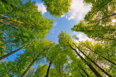 Ağaçlara doğru harika bir manzara gökyüzü, güneş yıldızları, taze yeşil ve mavi gökyüzü, ağaçların tepeleri.