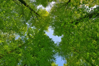 Ağaçlara doğru harika bir manzara gökyüzü, güneş yıldızları, taze yeşil ve mavi gökyüzü, ağaçların tepeleri.