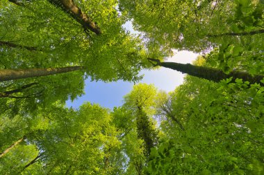 Ağaçlara doğru harika bir manzara gökyüzü, güneş yıldızları, taze yeşil ve mavi gökyüzü, ağaçların tepeleri.