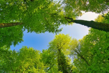 Ağaçlara doğru harika bir manzara gökyüzü, güneş yıldızları, taze yeşil ve mavi gökyüzü, ağaçların tepeleri.