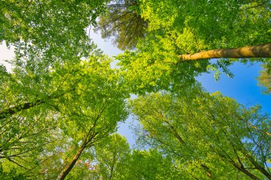 Ağaçlara doğru harika bir manzara gökyüzü, güneş yıldızları, taze yeşil ve mavi gökyüzü, ağaçların tepeleri.