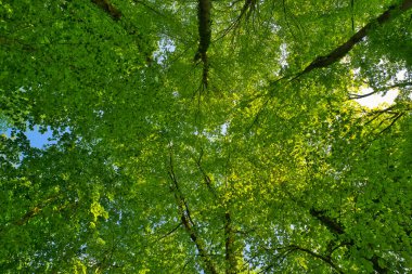 Ağaçlara doğru harika bir manzara gökyüzü, güneş yıldızları, taze yeşil ve mavi gökyüzü, ağaçların tepeleri.