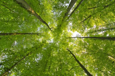 Ağaçlara doğru harika bir manzara gökyüzü, güneş yıldızları, taze yeşil ve mavi gökyüzü, ağaçların tepeleri.
