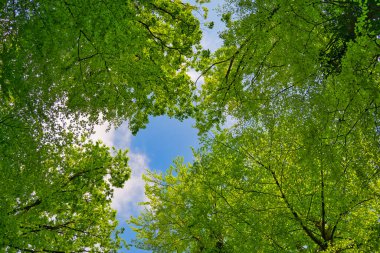 Ağaçlara doğru harika bir manzara gökyüzü, güneş yıldızları, taze yeşil ve mavi gökyüzü, ağaçların tepeleri.
