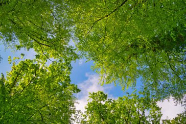 Ağaçlara doğru harika bir manzara gökyüzü, güneş yıldızları, taze yeşil ve mavi gökyüzü, ağaçların tepeleri.