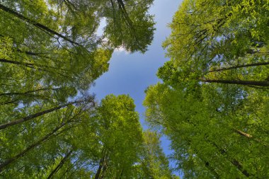 Ağaçlara doğru harika bir manzara gökyüzü, güneş yıldızları, taze yeşil ve mavi gökyüzü, ağaçların tepeleri.