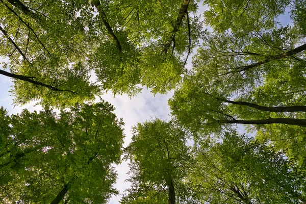 Ağaçlara doğru harika bir manzara gökyüzü, güneş yıldızları, taze yeşil ve mavi gökyüzü, ağaçların tepeleri.