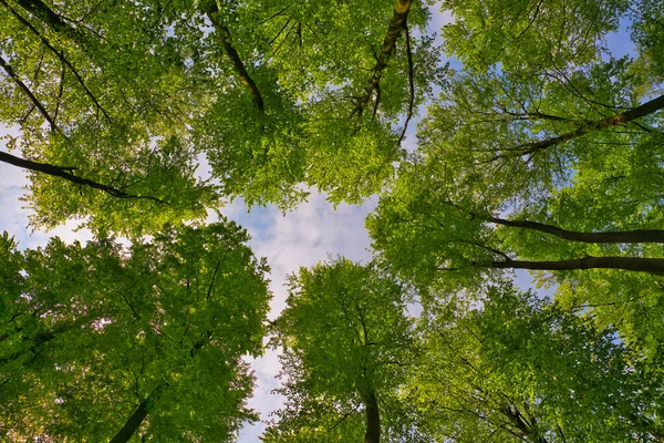 Ağaçlara doğru harika bir manzara gökyüzü, güneş yıldızları, taze yeşil ve mavi gökyüzü, ağaçların tepeleri.