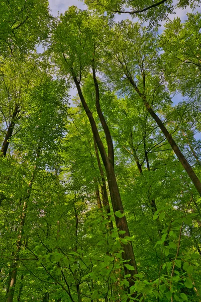 Ein Toller Blick Hinauf Die Bäume Richtung Himmel Sonnensterne Frischgrüner — Stockfoto