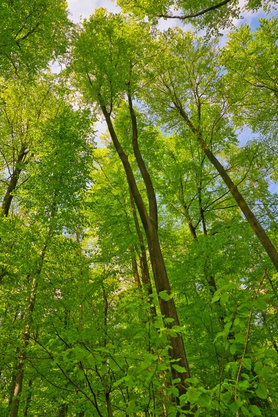 Wspaniały Widok Drzewa Kierunek Nieba Gwiazdy Słońca Świeże Zielone Niebieskie — Zdjęcie stockowe