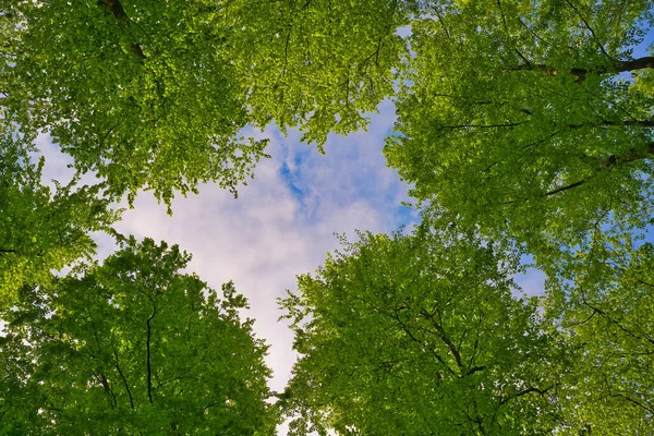 Ağaçlara doğru harika bir manzara gökyüzü, güneş yıldızları, taze yeşil ve mavi gökyüzü, ağaçların tepeleri.