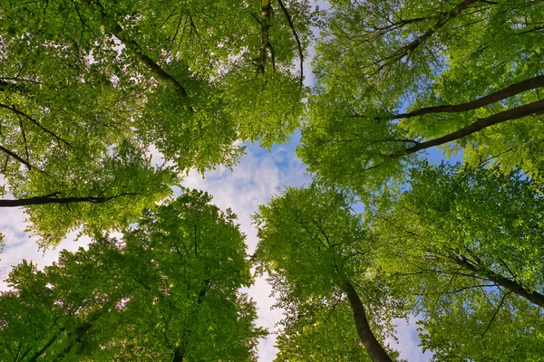 Uma Grande Vista Para Céu Direção Árvores Estrelas Sol Verde — Fotografia de Stock