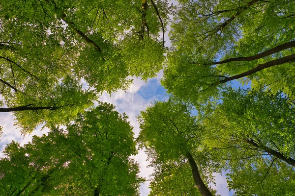 Wspaniały Widok Drzewa Kierunek Nieba Gwiazdy Słońca Świeże Zielone Niebieskie — Zdjęcie stockowe
