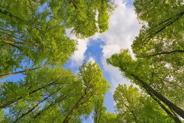 Great View Trees Direction Sky Sunstars Fresh Green Blue Sky — Stock Photo, Image