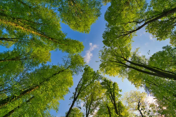Ağaçlara doğru harika bir manzara gökyüzü, güneş yıldızları, taze yeşil ve mavi gökyüzü, ağaçların tepeleri.