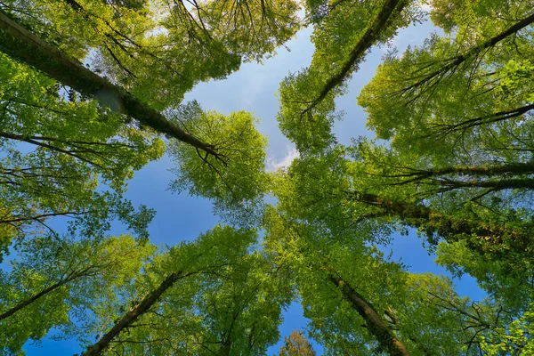 Ağaçlara doğru harika bir manzara gökyüzü, güneş yıldızları, taze yeşil ve mavi gökyüzü, ağaçların tepeleri.