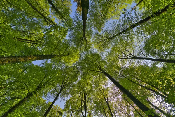 Una Gran Vista Hacia Arriba Dirección Los Árboles Cielo Estrellas — Foto de Stock