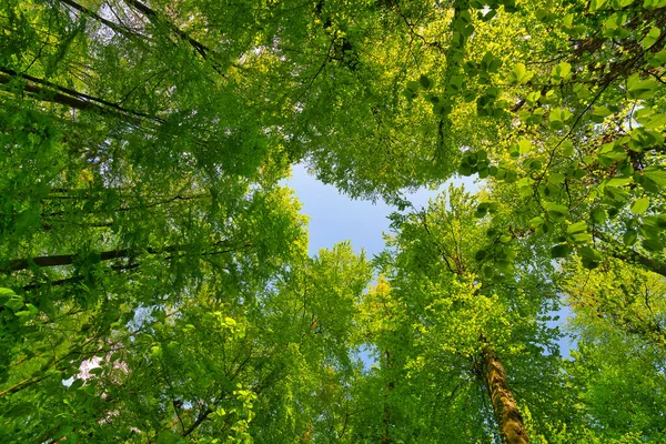 Uma Grande Vista Para Céu Direção Árvores Estrelas Sol Verde — Fotografia de Stock