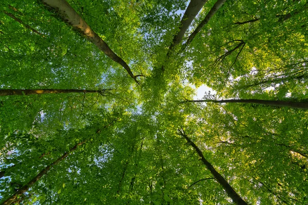 Ağaçlara doğru harika bir manzara gökyüzü, güneş yıldızları, taze yeşil ve mavi gökyüzü, ağaçların tepeleri.