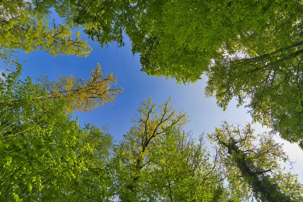 Ağaçlara doğru harika bir manzara gökyüzü, güneş yıldızları, taze yeşil ve mavi gökyüzü, ağaçların tepeleri.
