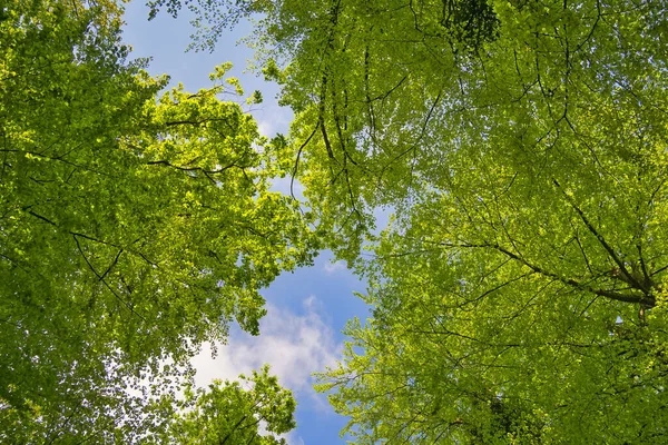 Ağaçlara doğru harika bir manzara gökyüzü, güneş yıldızları, taze yeşil ve mavi gökyüzü, ağaçların tepeleri.