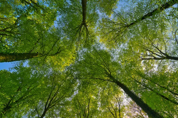 Uma Grande Vista Para Céu Direção Árvores Estrelas Sol Verde — Fotografia de Stock