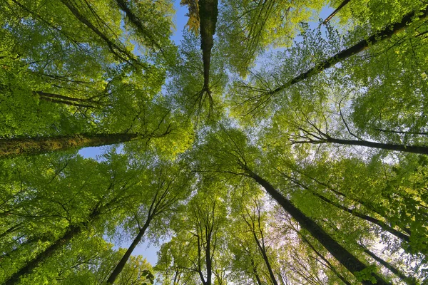 Great View Trees Direction Sky Sunstars Fresh Green Blue Sky — Stock Photo, Image