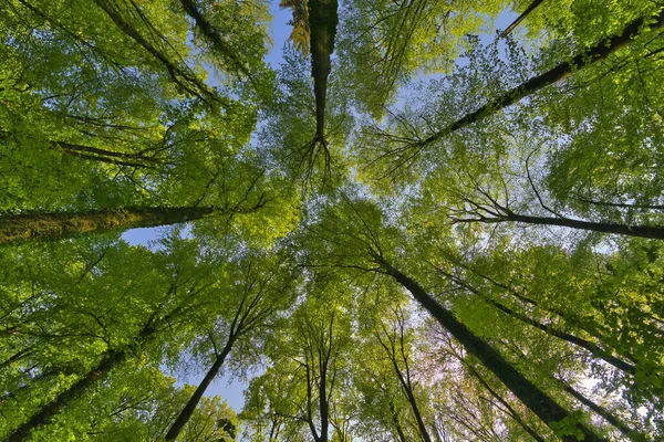 Great View Trees Direction Sky Sunstars Fresh Green Blue Sky — Stock Photo, Image