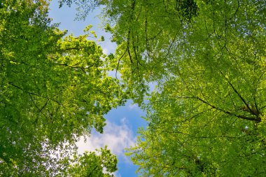 Ağaçlara doğru harika bir manzara gökyüzü, güneş yıldızları, taze yeşil ve mavi gökyüzü, ağaçların tepeleri.