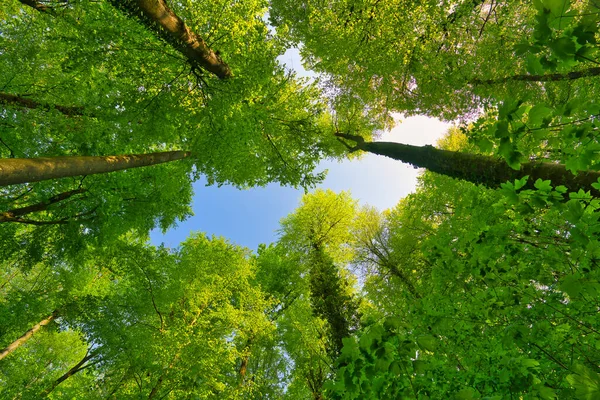 Great View Trees Direction Sky Sunstars Fresh Green Blue Sky — Stock Photo, Image