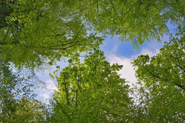 Fantastisk Utsikt Upp Träden Riktning Himmel Solstjärnor Frisk Grön Och — Stockfoto