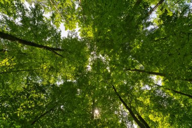Mayısta güzel bir güneş yıldızı olan Almanya ile ağaçlara doğru büyük bir manzara.