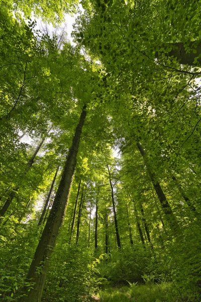 A great view up into the trees direction sky in may with a beautiful sunstar, Germany — Foto de Stock