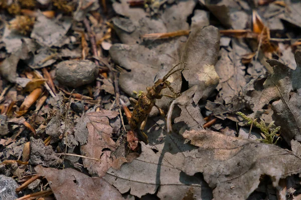 Chrząszcz Długopłetwy Rhagium Pochwa Cerambycidae Siedzący Krze Dębu Makro Zdjęcie — Zdjęcie stockowe