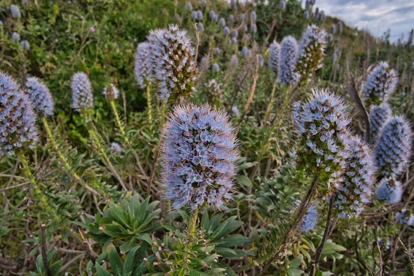 Boraginaceae Echium Çiçekleri Madeira Nın Muhteşem Bitkisi — Stok fotoğraf