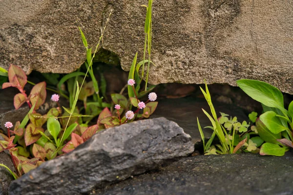 Πολλά Διαφορετικά Μικρά Φυτά Που Αναπτύσσονται Στην Πέτρα Την Άνοιξη — Φωτογραφία Αρχείου