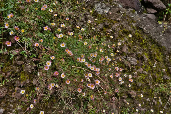 Blommande Rosa Tusensköna Blomma Grön Bakgrund Vår Makro Fotografi Bellis — Stockfoto