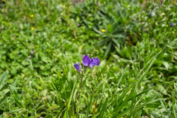 Echium Azul Tipo Flor Echium Vulgare Ilha Madeira — Fotografia de Stock