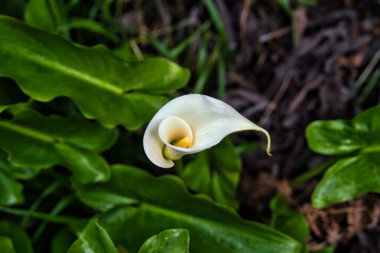 Portekiz, Madeira 'da bir vadideki Calla Zambakları' nın yakın görüntüsü