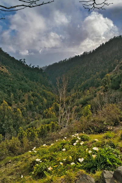 ポルトガル マデイラの谷にあるCala Lilyの近景 — ストック写真