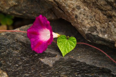 Kızıl Sabah Zaferi Ipomoea İndika İlahi Mavi Ay Çiçeği Sabah Zaferi Scarlett O 'Hara Sabah Zaferi