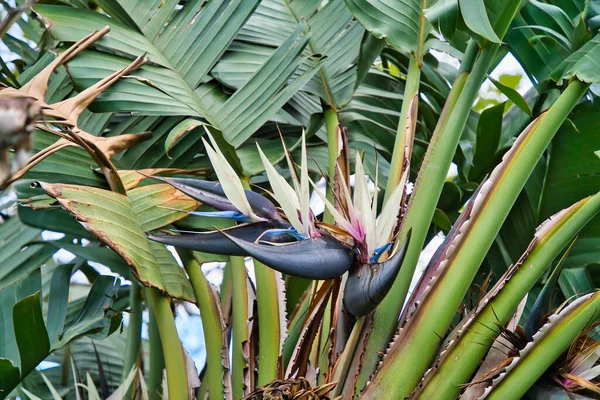 Paradijsvogel Bloem Kraanbloem Strelitzia Reginae Sierplant Tropische Bloeiende Plant Madeira — Stockfoto