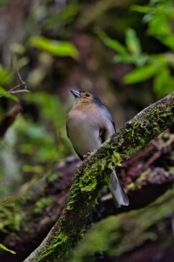 Levada Rabacal, Madeira, Portekiz 'de bir Chaffinch..