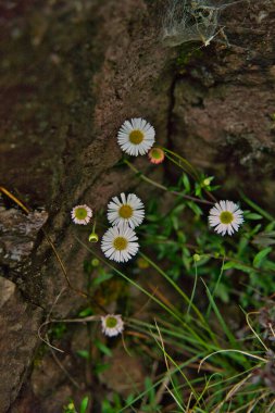 İlkbahar makro fotoğrafçılığında yeşil arka planda çiçek açan pembe papatya çiçeği. Güneşli bir yaz gününde pembe taçyapraklı Bellis perennis yaban çiçeği, yakın plan fotoğrafı..